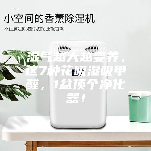 濕氣越大越要養(yǎng)，這7種花吸濕吸甲醛，1盆頂個(gè)凈化器！
