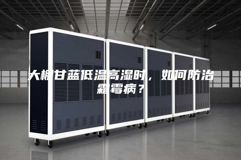 大棚甘藍(lán)低溫高濕時(shí)，如何防治霜霉??？